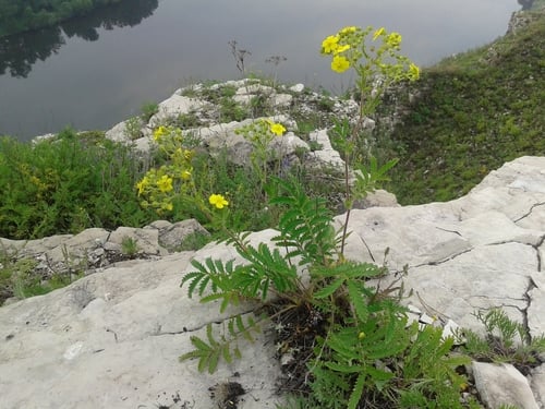Potentilla longifolia