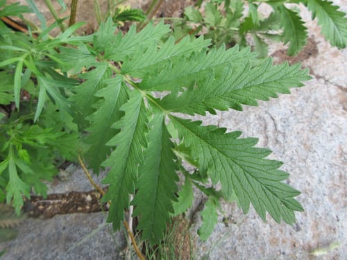 Potentilla longifolia — photo