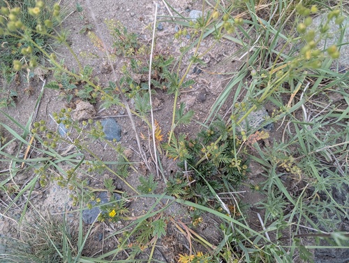 Potentilla multifida (Duo lie wei ling cai) — photo