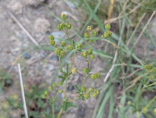 Potentilla multifida (Duo lie wei ling cai) — photo