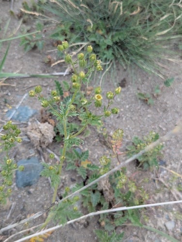 Potentilla multifida
