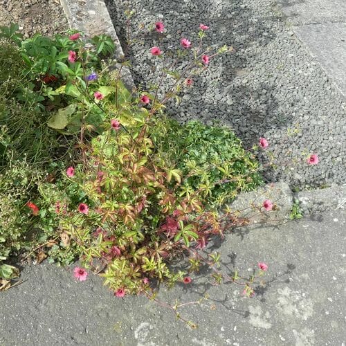 Potentilla nepalensis (Cinquefoil) — photo