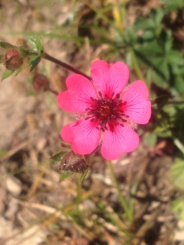 Potentilla nepalensis