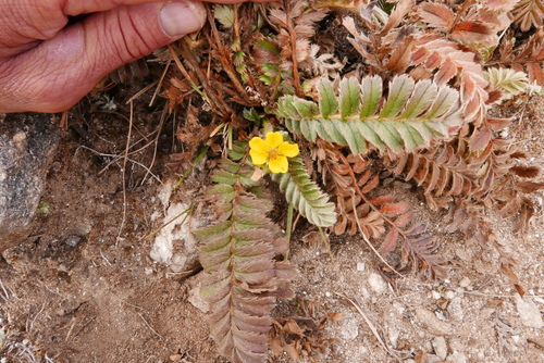 Potentilla peduncularis — photo