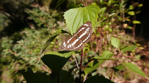 Potentilla peduncularis — photo