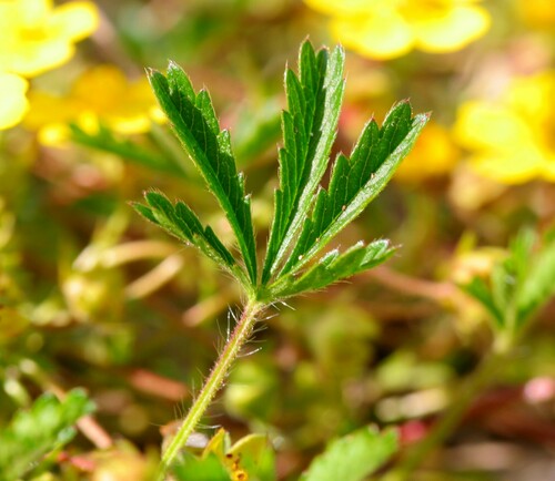 Potentilla reptans (Creeping cinquefoil) — photo