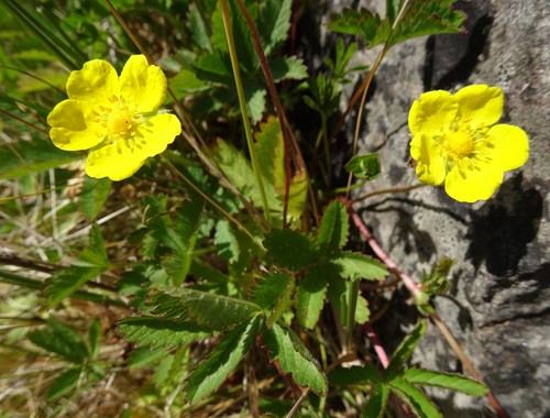 Potentilla reptans (Creeping cinquefoil) — photo