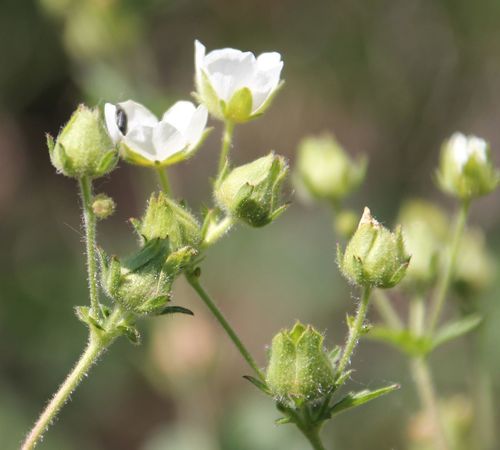 Potentilla rupestris (Prairie tea) — photo