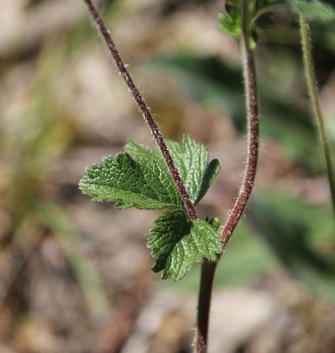 Potentilla rupestris (Prairie tea) — photo