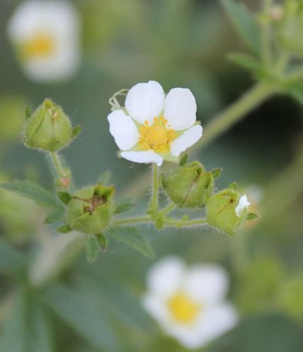Potentilla rupestris