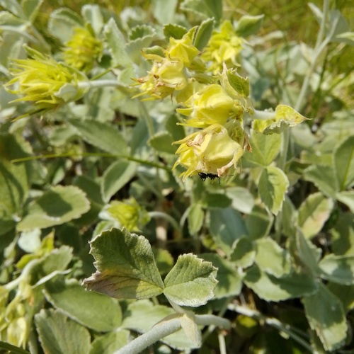 Potentilla speciosa — photo