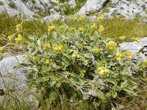 Potentilla speciosa
