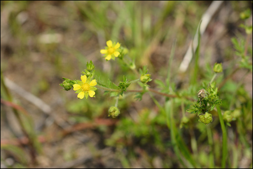 Potentilla supina (Spreading Cinquefoil) — photo