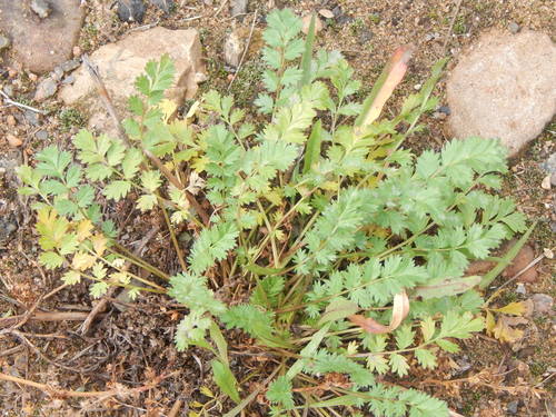 Potentilla supina (Spreading Cinquefoil) — photo