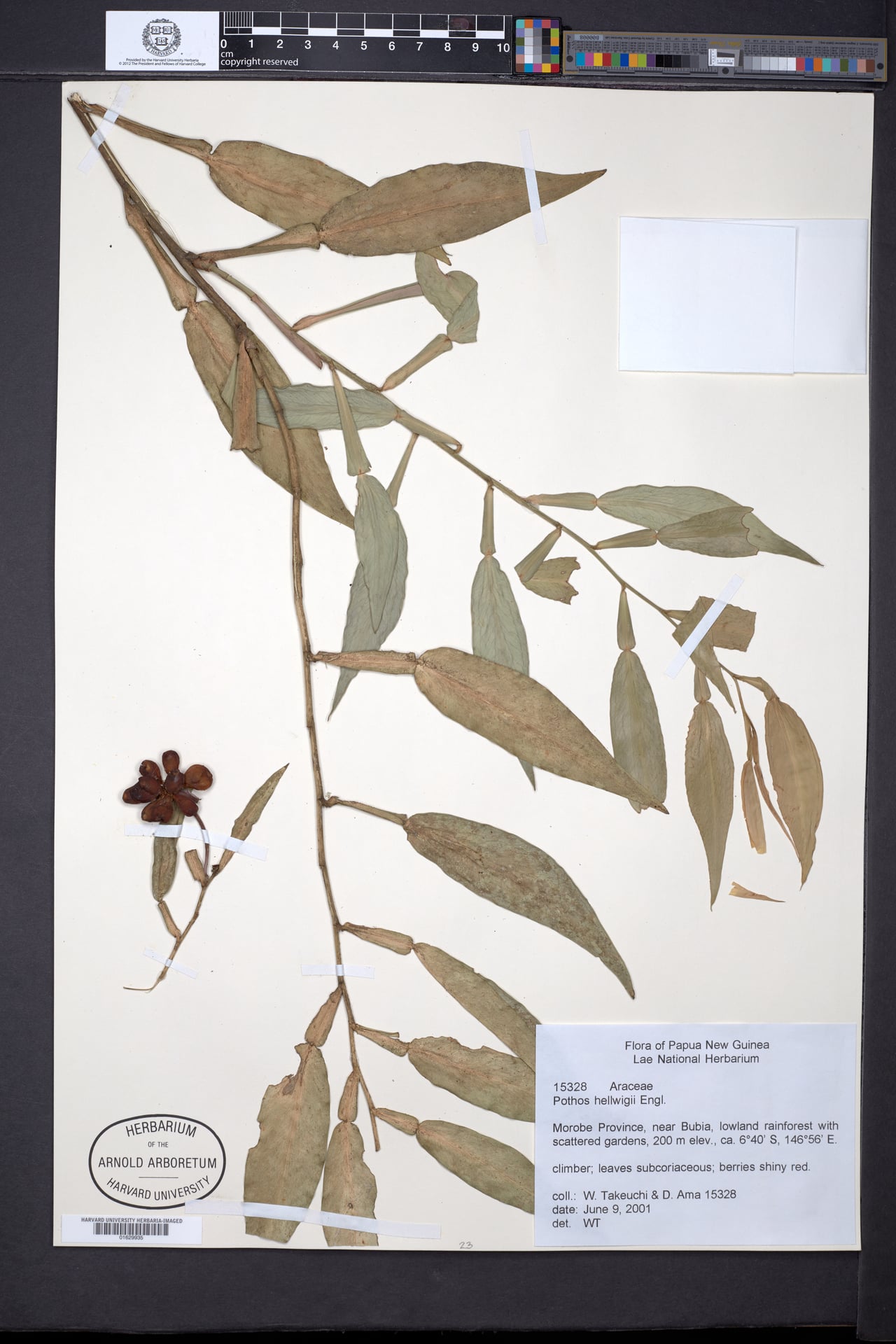 Pothos hellwigii — photo