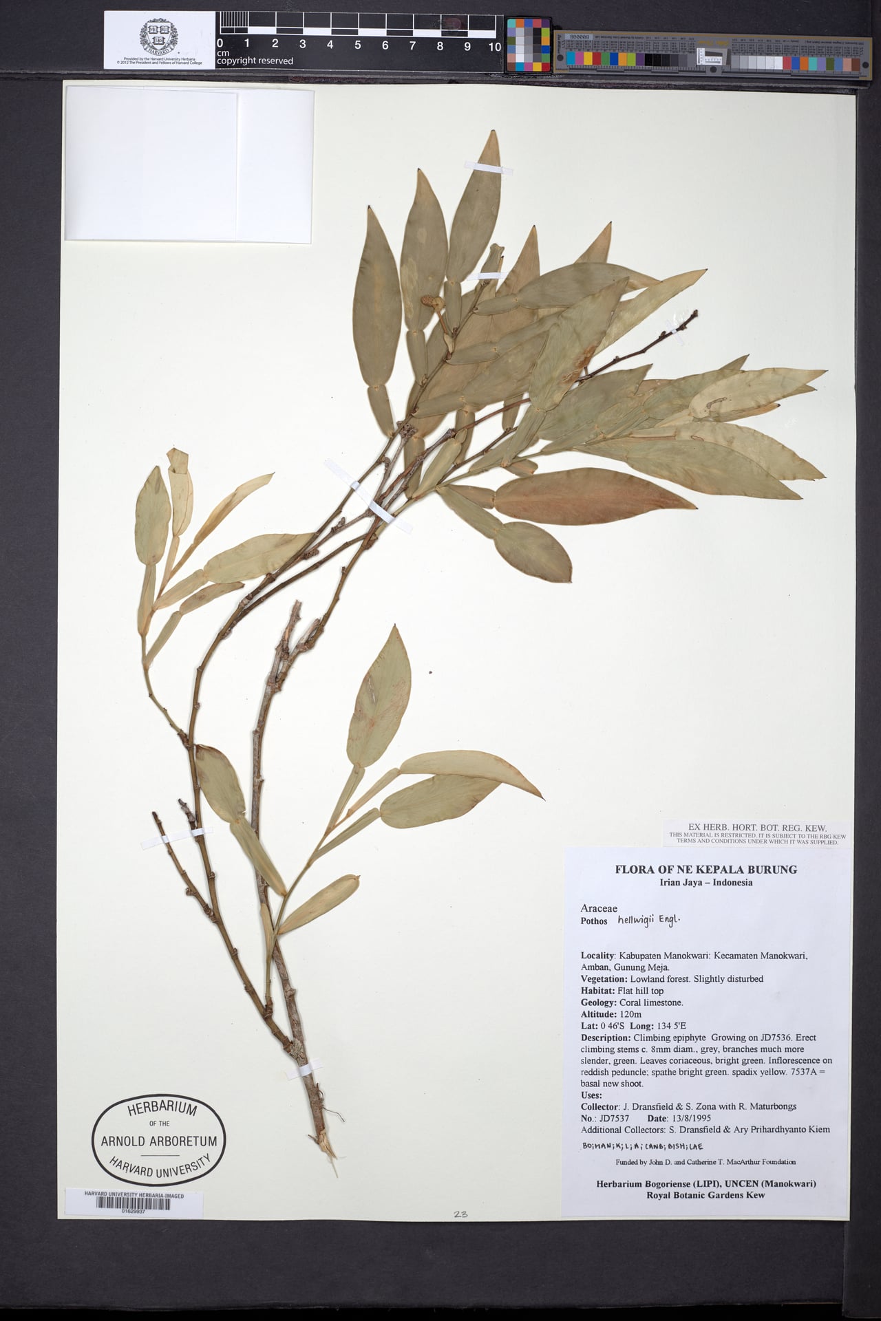 Pothos hellwigii — photo
