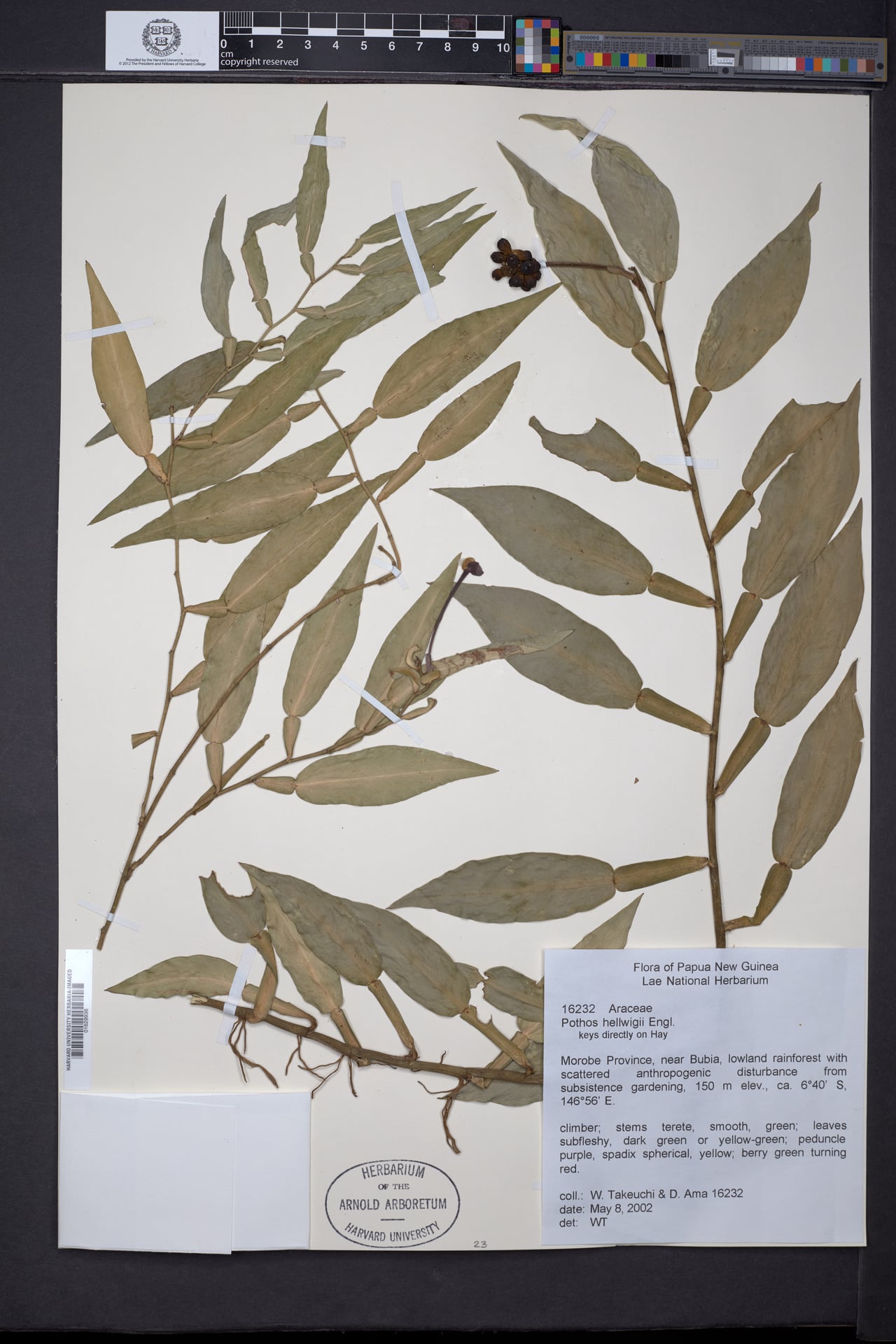 Pothos hellwigii
