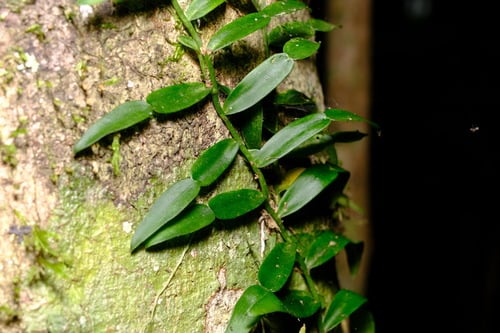 Pothos longipes