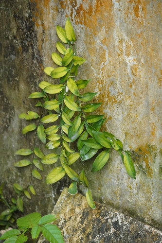 Pothos scandens — photo