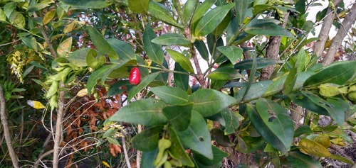 Pouchetia baumanniana — photo