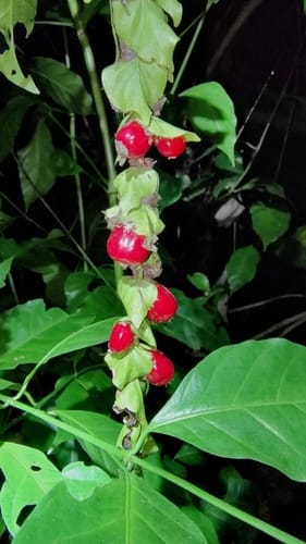 Pouchetia baumanniana — photo