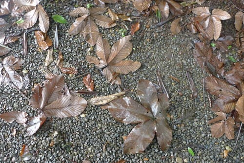 Pourouma bicolor subsp. chocoana (Choco bicolor Pourouma) — photo