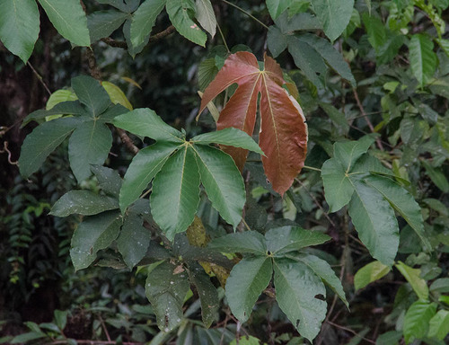 Pourouma bicolor subsp. tessmannii