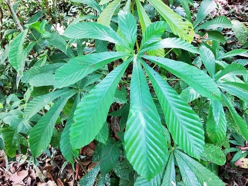 Pourouma cecropiifolia (Uvilla) — photo