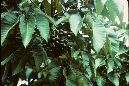 Pourouma cecropiifolia
