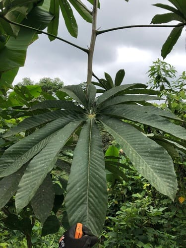 Pourouma cecropiifolia (Uvilla) — photo