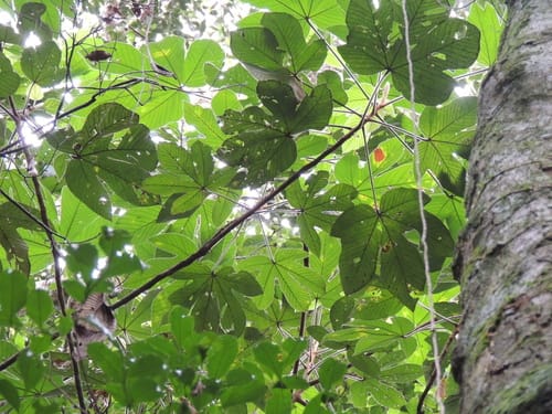 Pourouma guianensis (Guiana pourouma) — photo
