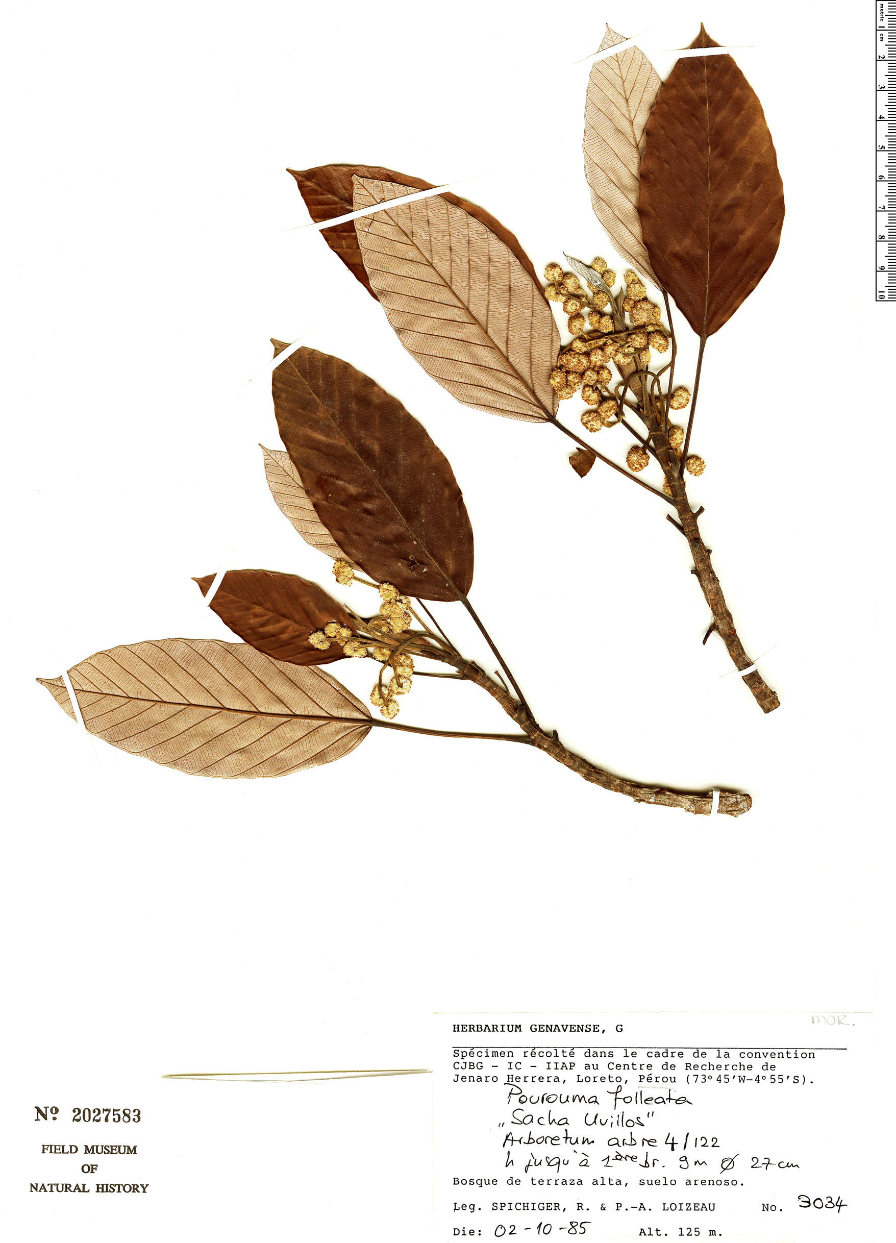 Pourouma herrerensis (Herrera pourouma) — photo