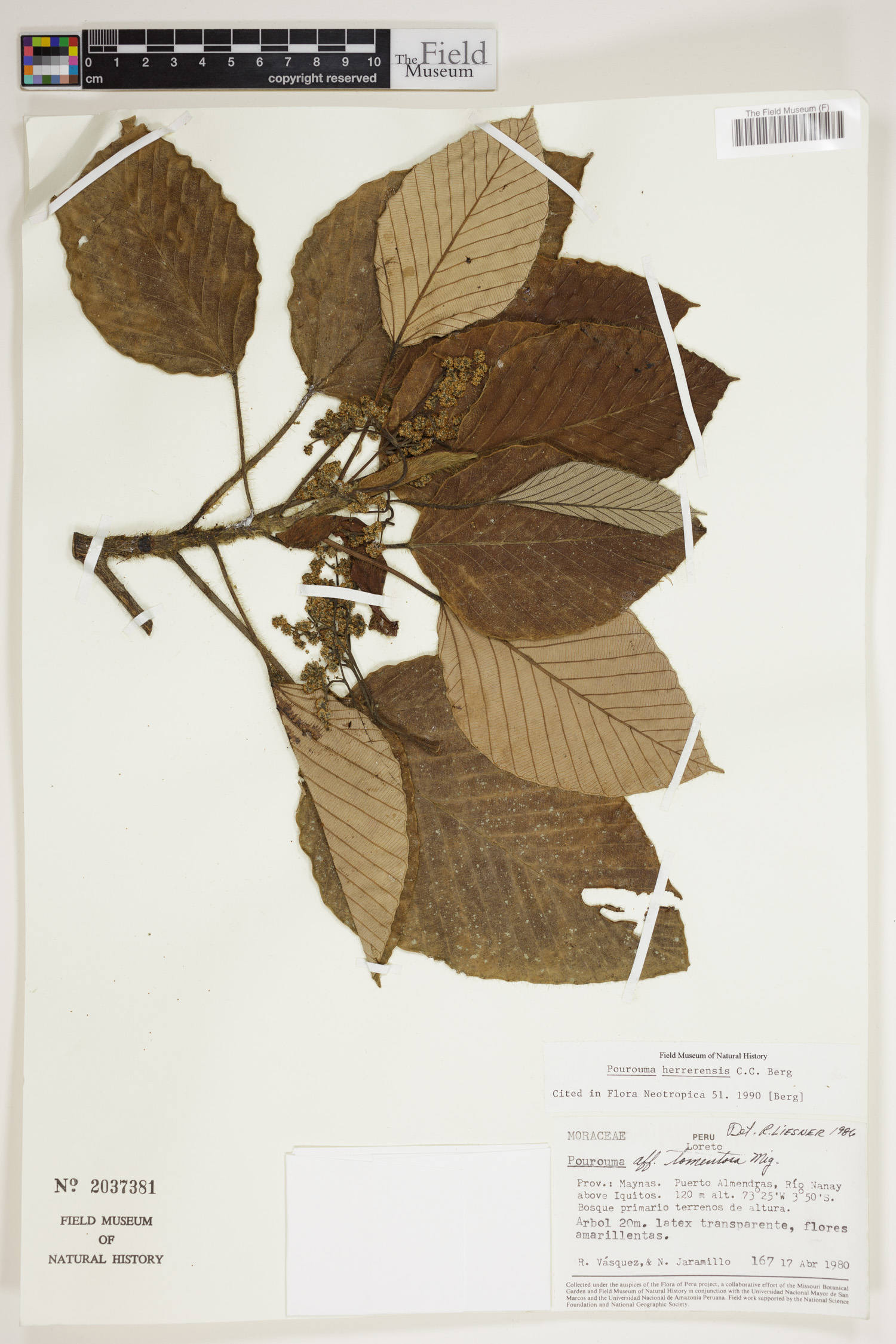 Pourouma herrerensis (Herrera pourouma) — photo