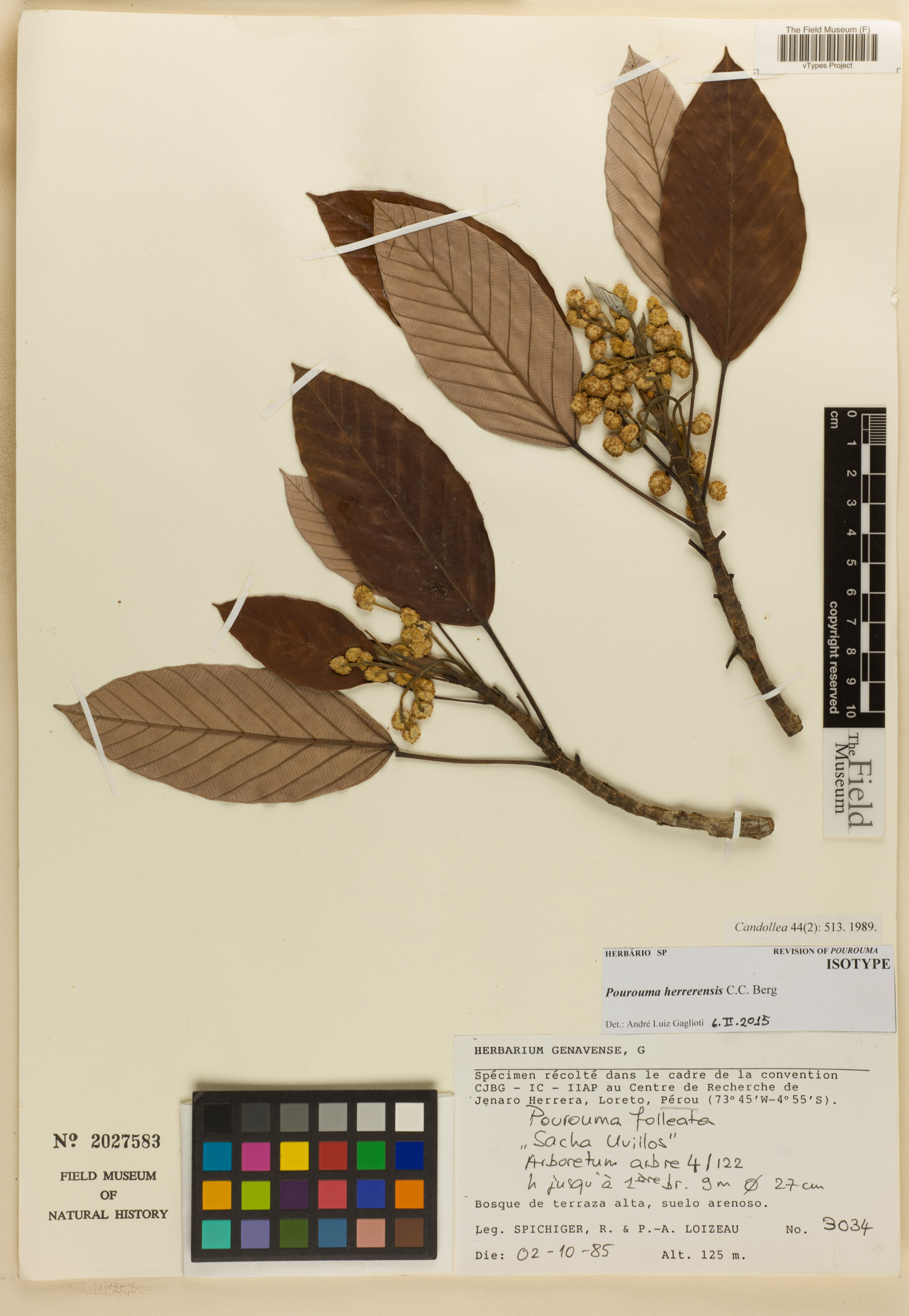 Pourouma herrerensis