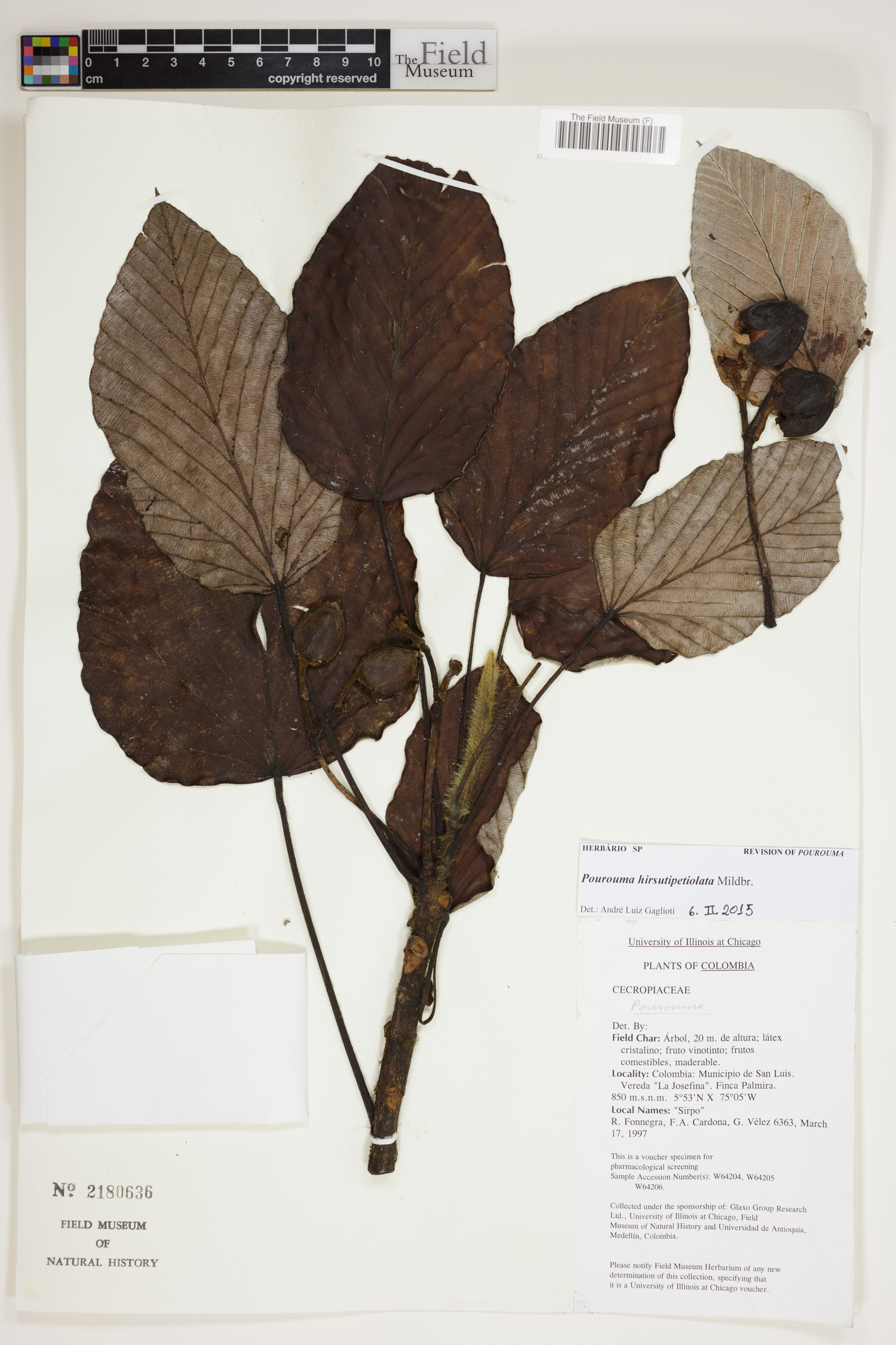 Pourouma hirsutipetiolata (Hairy petiole pourouma) — photo