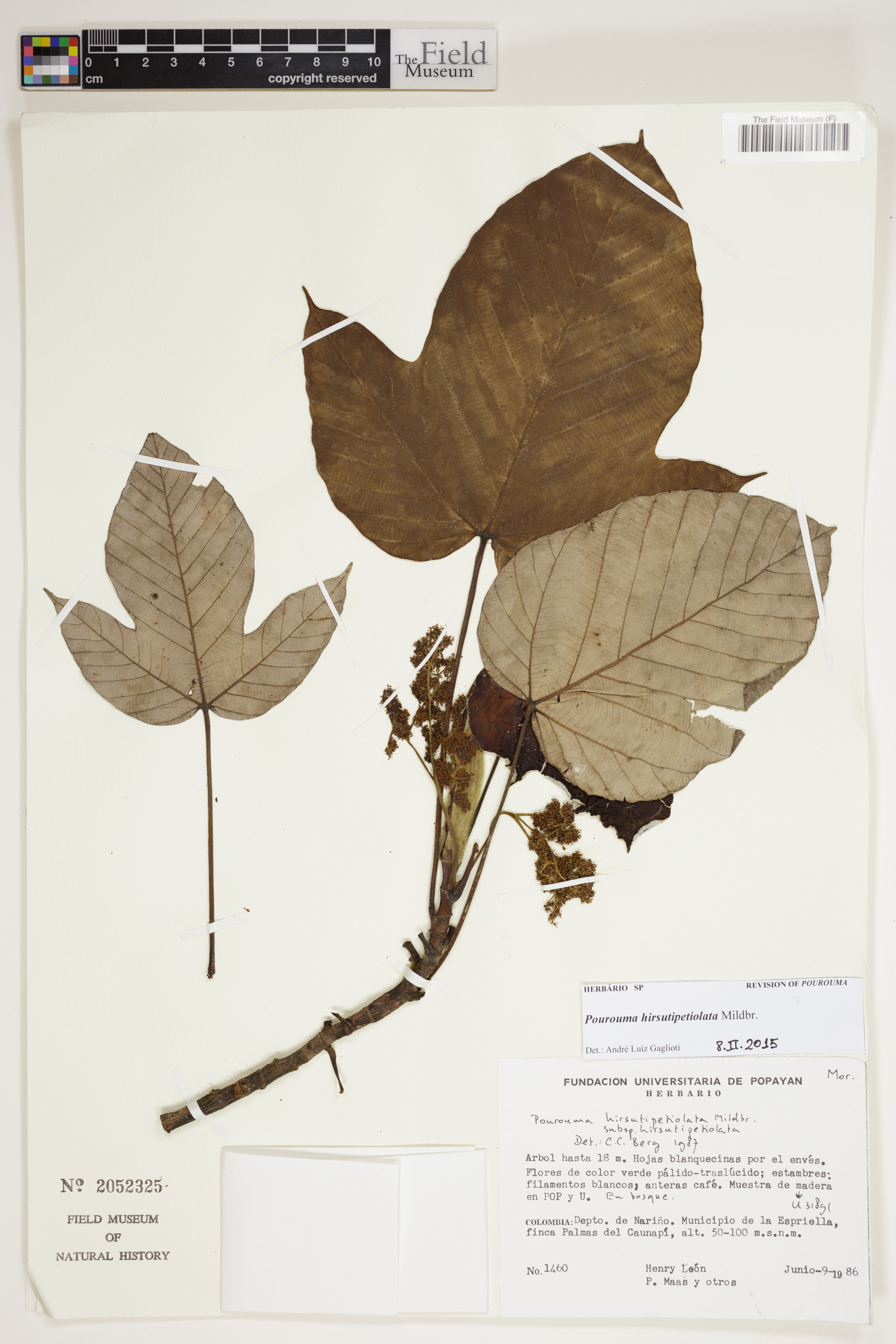 Pourouma hirsutipetiolata (Hairy petiole pourouma) — photo