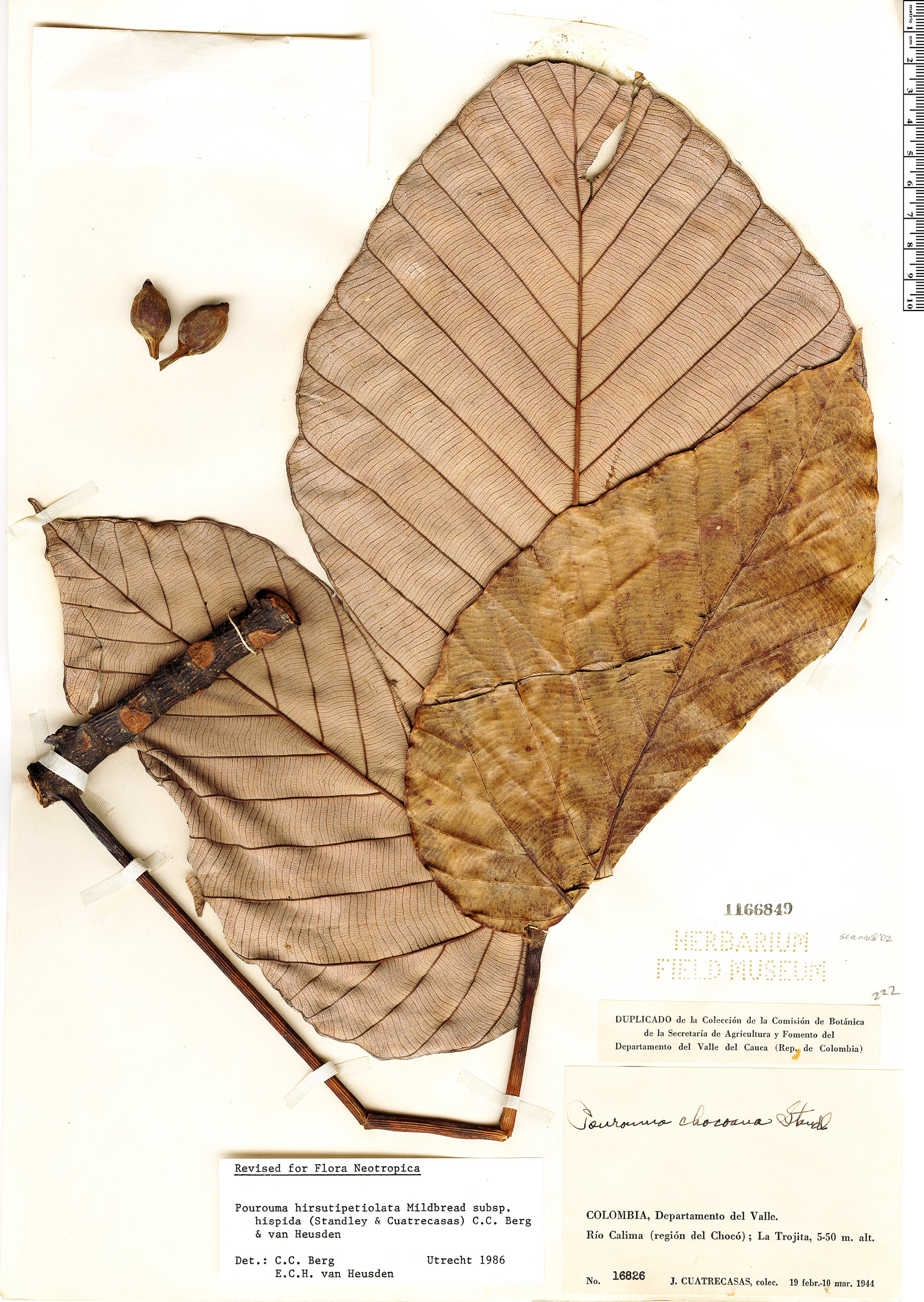 Pourouma hirsutipetiolata subsp. hispida — photo
