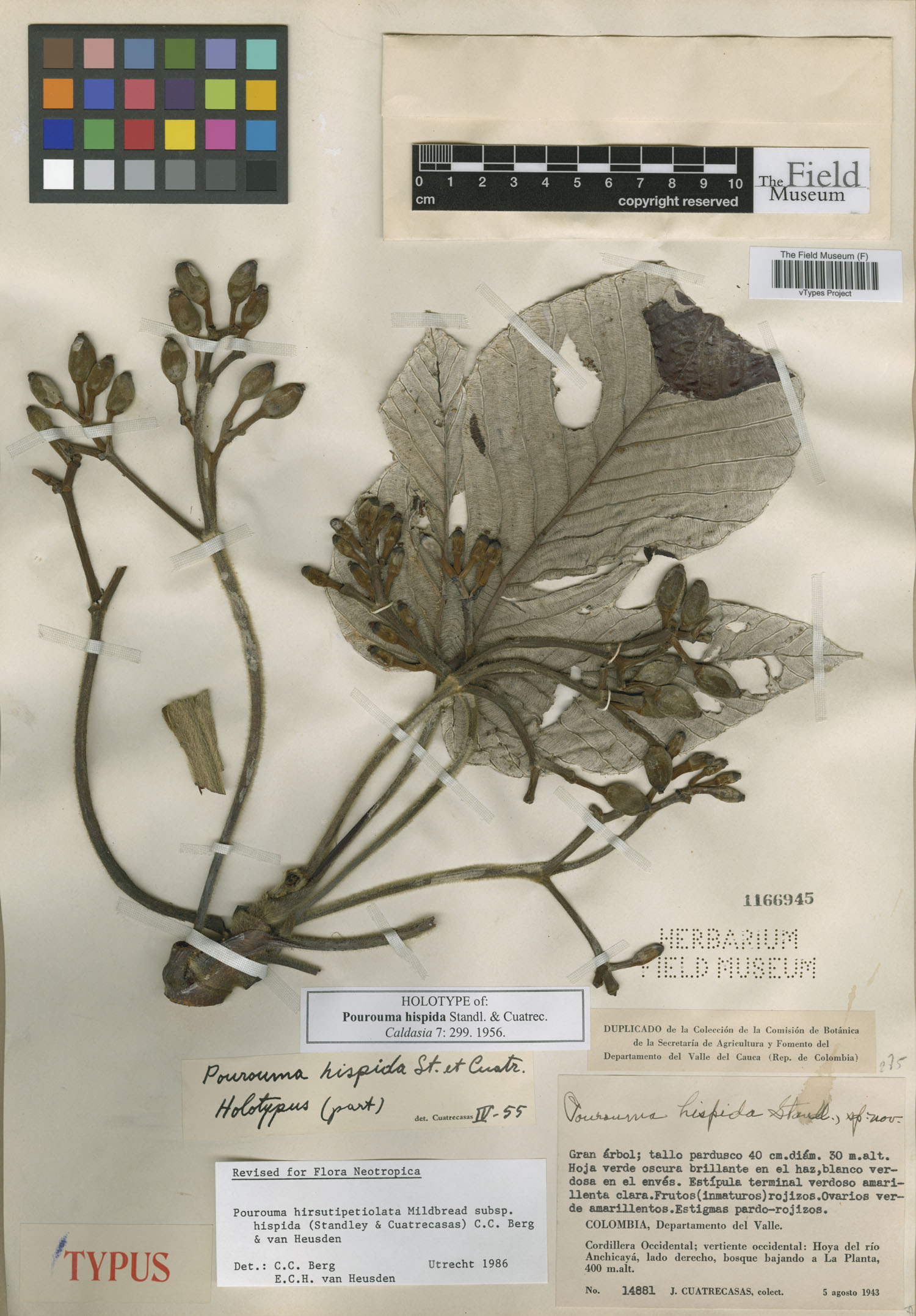 Pourouma hirsutipetiolata subsp. hispida — photo