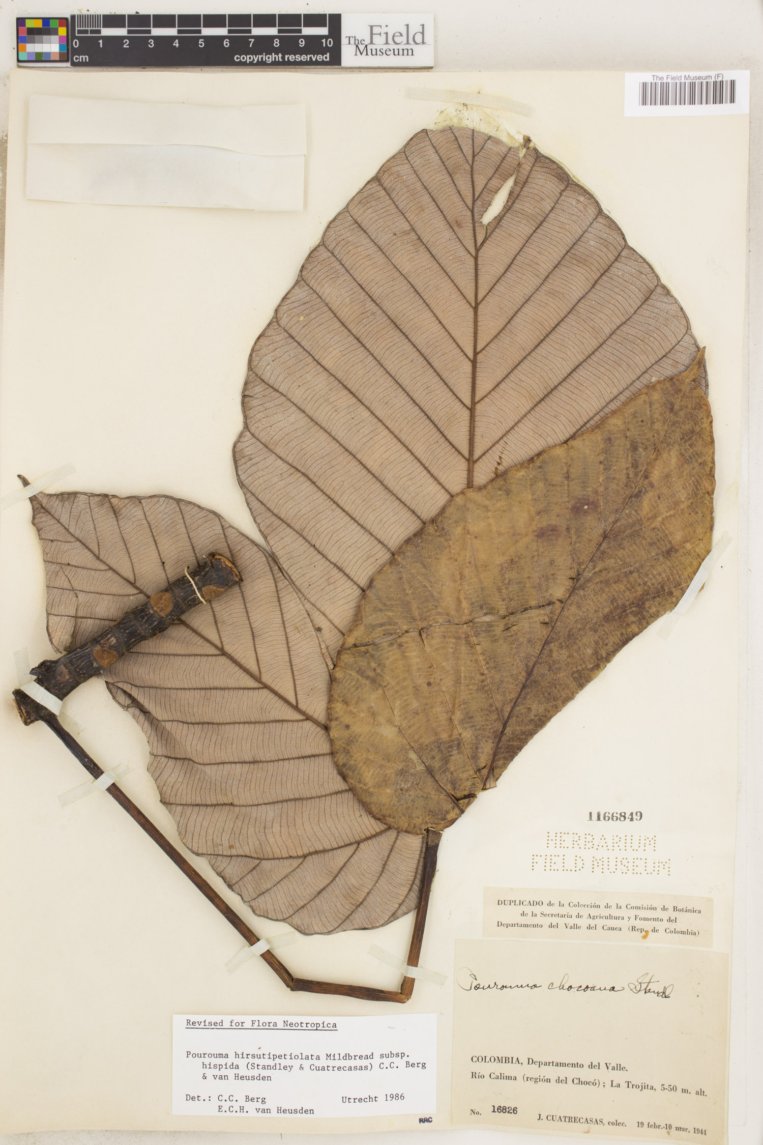 Pourouma hirsutipetiolata subsp. hispida