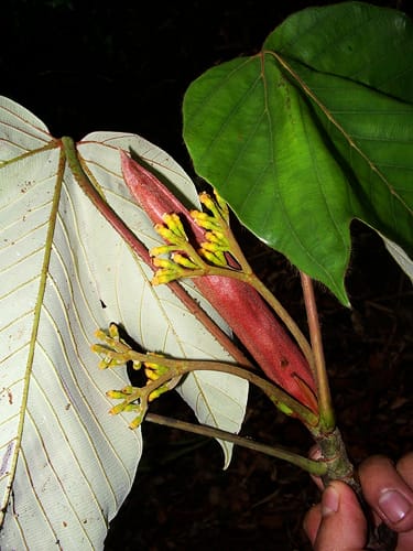 Pourouma melinonii (Mutuch'shuinia) — photo