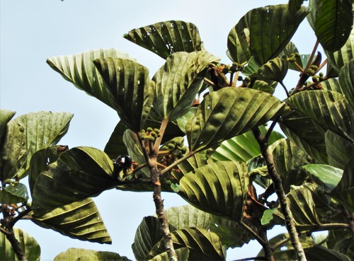 Pourouma melinonii