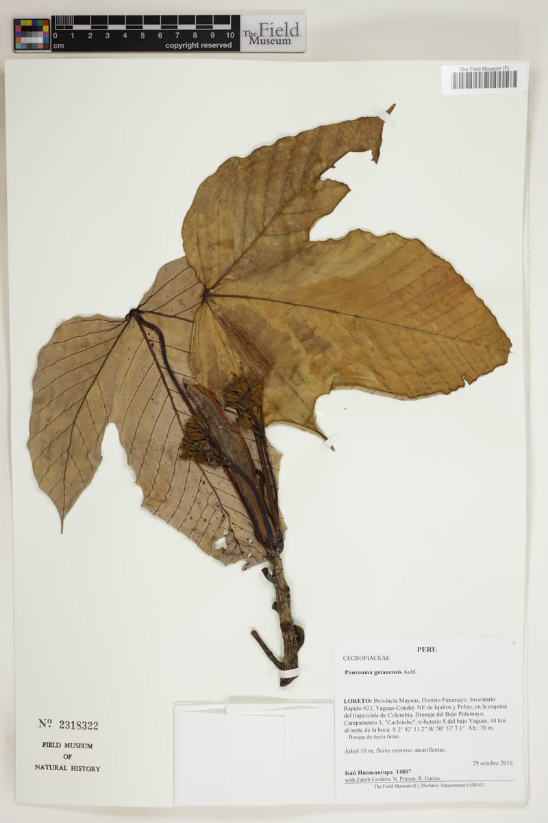 Pourouma melinonii (Mutuch'shuinia) — photo