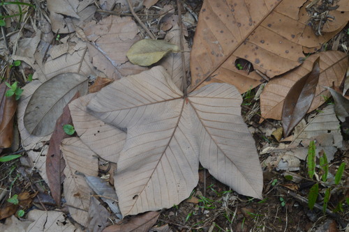 Pourouma mollis