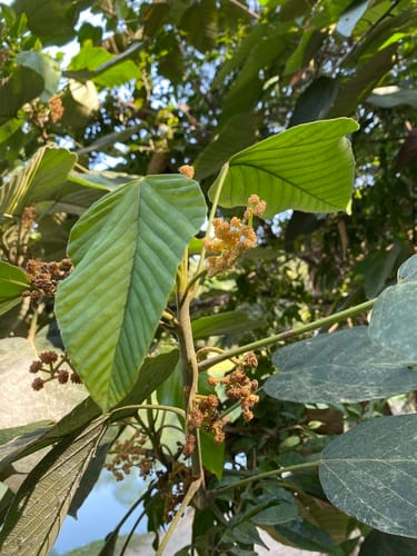 Pourouma mollis (Soft pourouma) — photo
