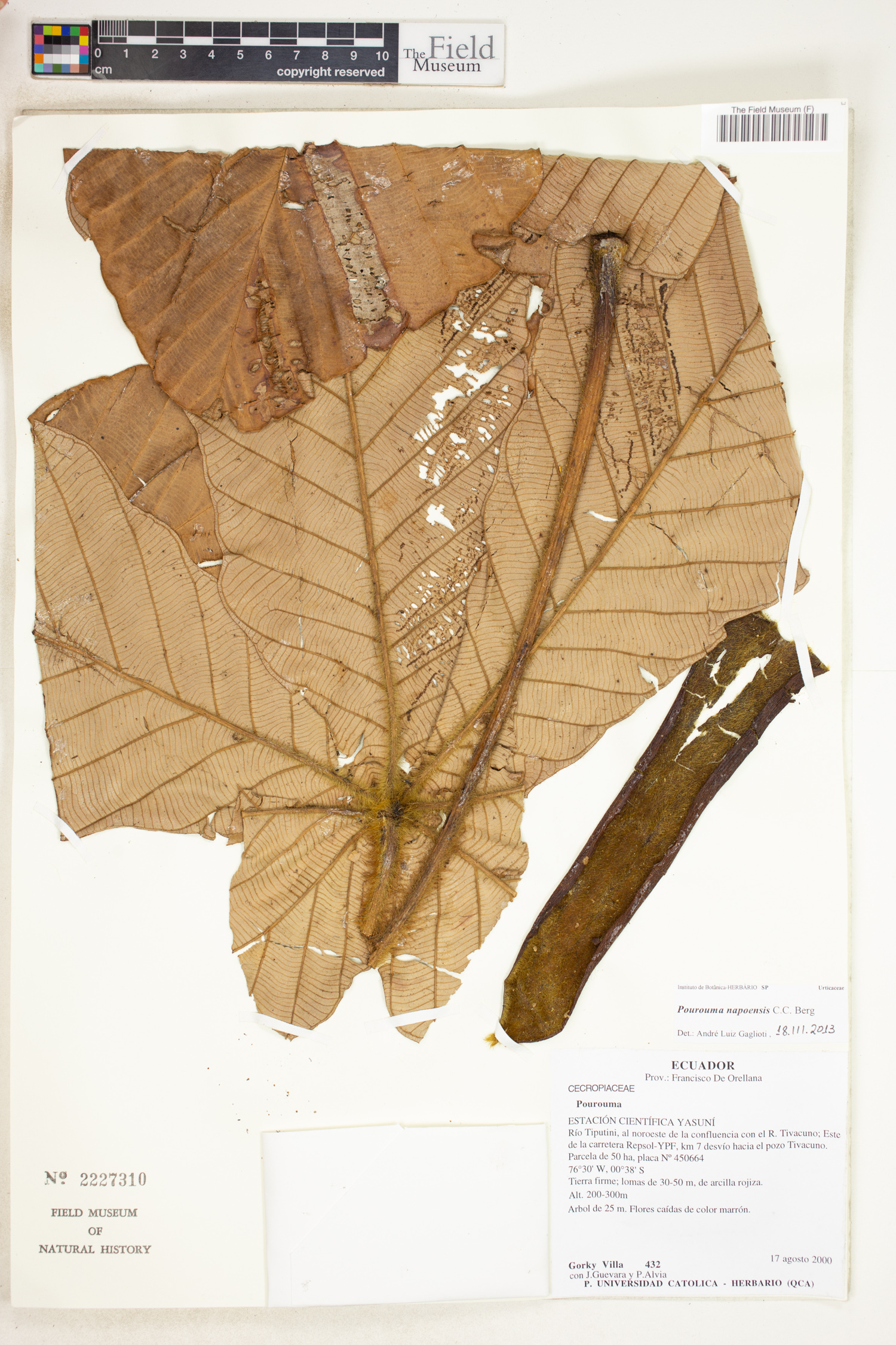 Pourouma napoensis (Napo pourouma) — photo