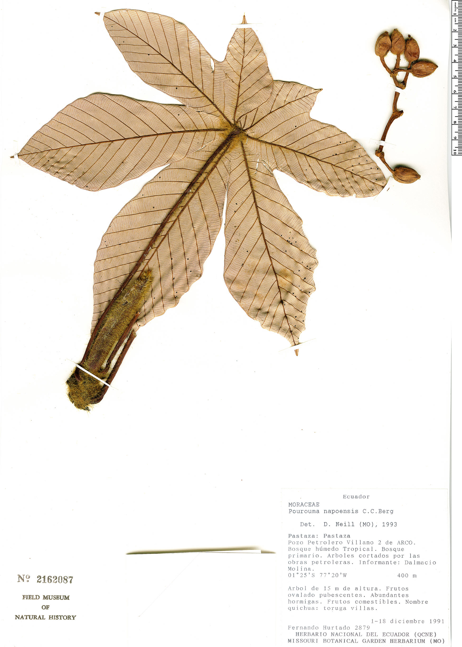 Pourouma napoensis (Napo pourouma) — photo