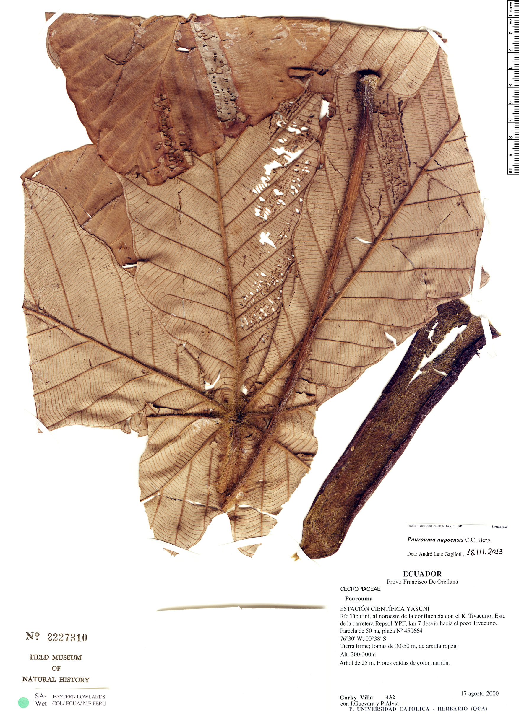 Pourouma napoensis