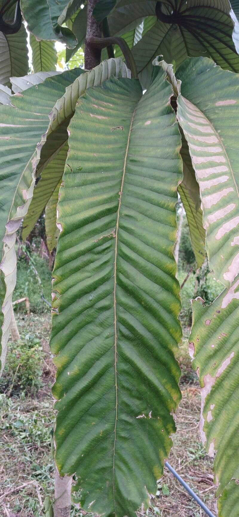 Pourouma spp.