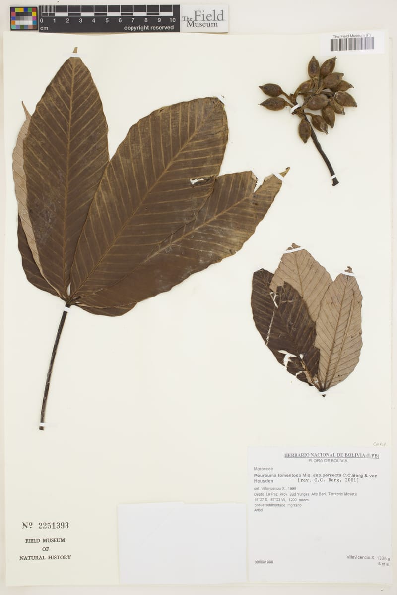 Pourouma tomentosa subsp. persecta — photo