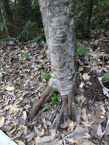 Pourouma villosa